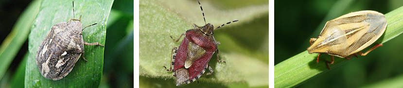 vtem skitter