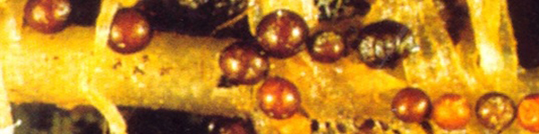 7779999333йцвпмроа9