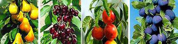 er45rt456dfgtffffswsw