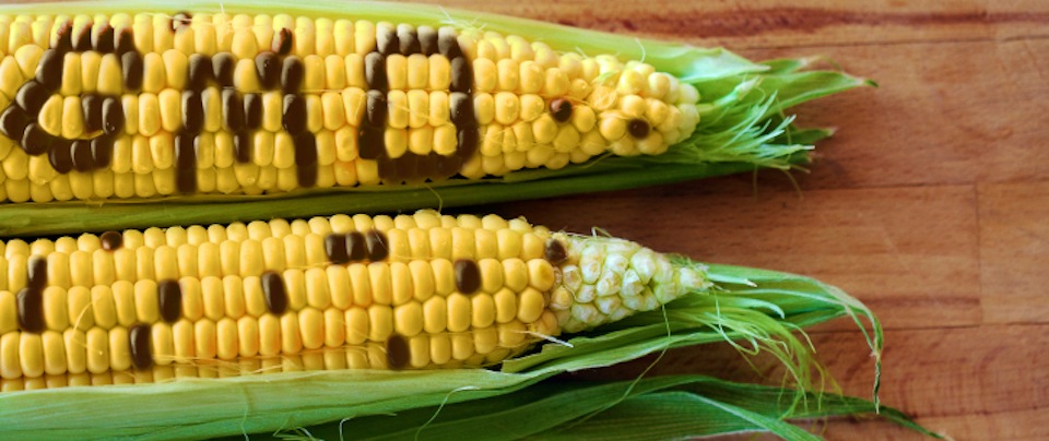 gmo345fghgf