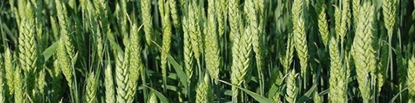 Бе65379м555янный