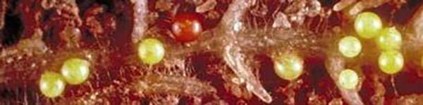 НОВОСТЬ543АЧІІ