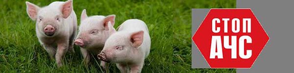 ачсів56аів222вввв