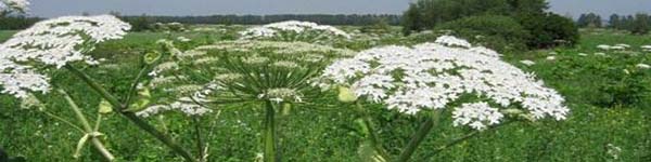 борщ22ивнybr634