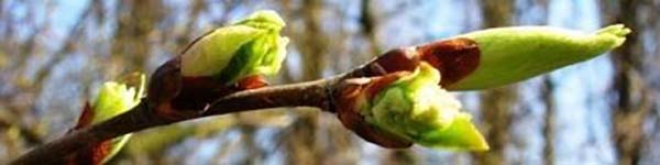 деревобrузокhgd4hd