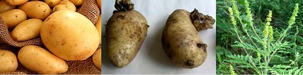 картопляg45466