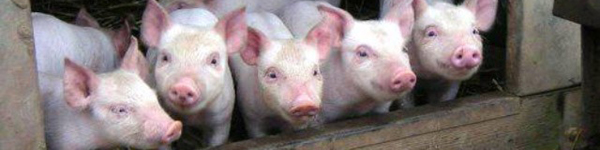 кенекн77777апенек3334