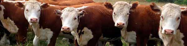 кеук55324акве6667677