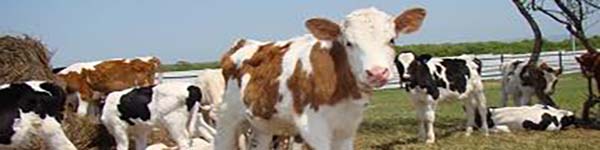 коровка3вравр53