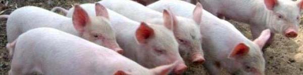 пвп1111іпу54723655