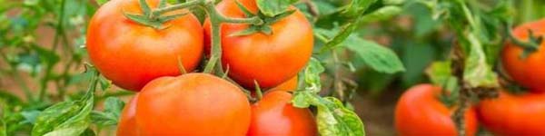 помідорв6353пчуву